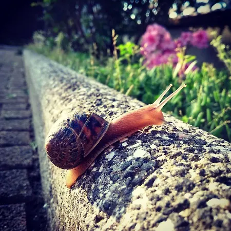 La Lumaca Nel Pozzo Candiolo
