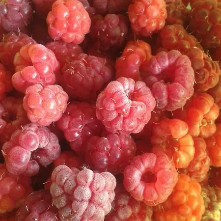 La Lumaca Nel Pozzo Bed & Breakfast 3*