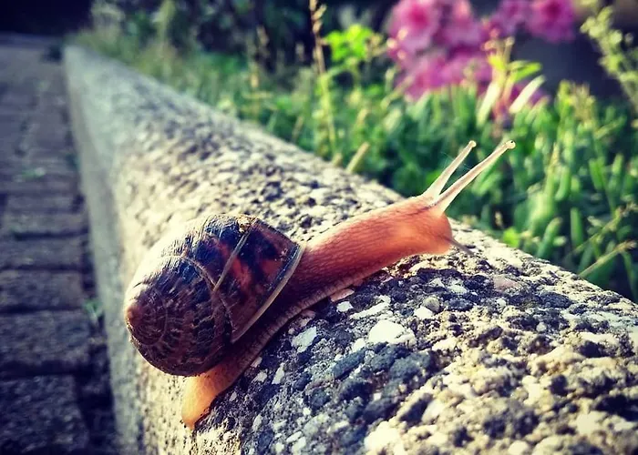 La Lumaca Nel Pozzo Candiolo