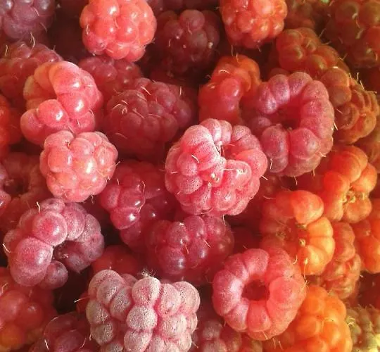 La Lumaca Nel Pozzo Panzió 3*